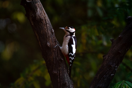 Lesser spotted woodpecker on tree trunk. Fall.の写真素材