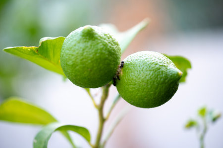 Two green limes hang from one branch together over soil surrounded by other green leaves. Ants, Close-up of insects on limes.の写真素材