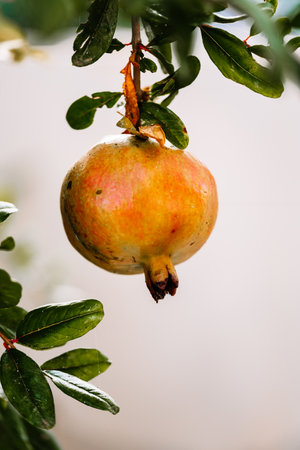 Pomegranate between the leaves of the tree. Autumn fruits. The pomegranate, Punica granatum, is a fruit-bearing deciduous shrub in the family Lythraceae, subfamily Panicoideae.の写真素材