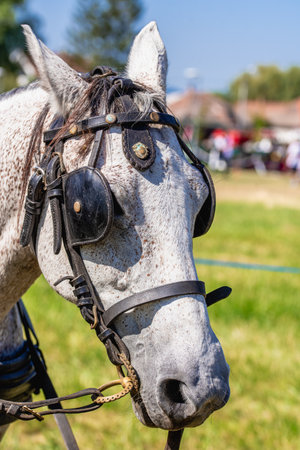 portrait of gray horse. .Grey Horse, Close-up of horse.の写真素材