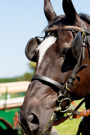Portrait of the Chestnut horse in bridle.の写真素材