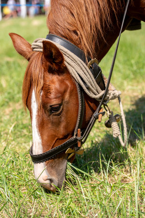 two chestnut, sorrel horses graze, they eat green grass