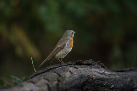 The European robin Erithacus rubecula, known simply as the robin or robin redbreast is a small insectivorous passerine bird that belongs to the chat subfamily of the Old World flycatcher familyの写真素材