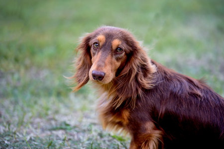 The long-haired dachshund sits on the green grass and looks to the side.の写真素材