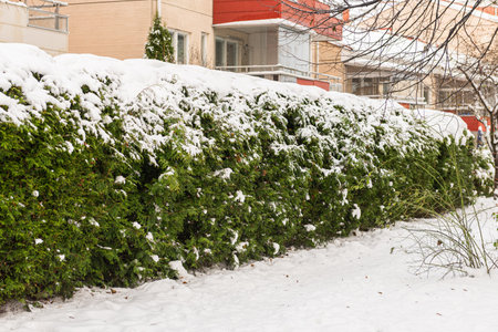 snow on green bushes and in the city and park during winterの写真素材