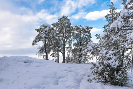 Amazing winter landscape. snow-covered pines in the forest on the background of the blue sky and white clouds.の写真素材