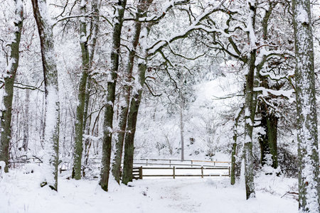 Landscape. Beautiful winter landscape, snowy trees, forest road.