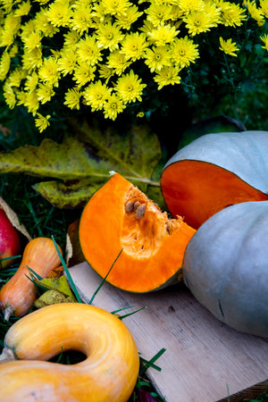 still life with yellow Chrysanthemum flowers, pumpkins, a slice of pumpkin on cutting board.