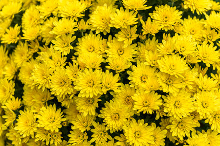 Background. yellow chrysanthemum flower bunch. Close up of yellow chrysanthemum flowers.
