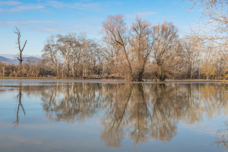the trees on the river bank are flooded by the river Danube.の写真素材