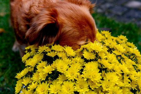 red mix dog sniffs a yellow chrysanthemum flowerの写真素材