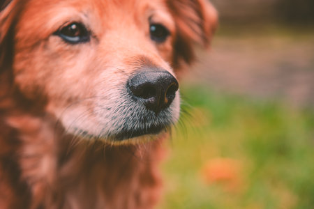 Portrait of red mixed breed dog, dog sitting in the garden.の写真素材