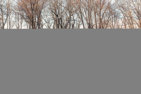 Landscape. A beautiful sunrise at winter lake and forest.の写真素材