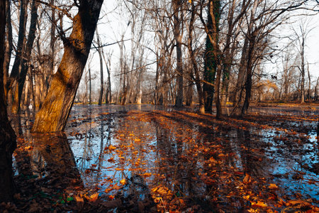 the trees on the river bank are flooded by the river Danube.の写真素材