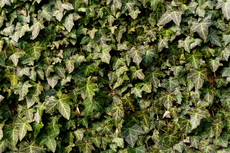 Background. Hedera helix. Green leaves, Lush Green Ivy Texture Background, Wall of Hedera Helix