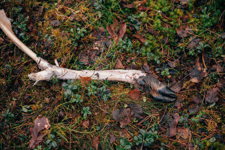 Found Deer Leg Found in Forest. Deer Hind Leg Discovered in Woods.の写真素材