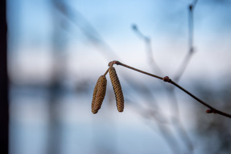 The first spring buds of a birch on a blurred background.の写真素材