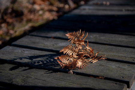 Fern leaf on a wooden boardwalk in the park in autumn