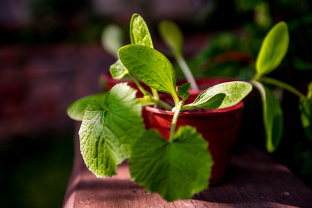 Young seedlings of cucumber in a pot on a wooden table