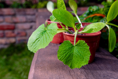 Cucumber seedlings growing in a pot on a wooden table