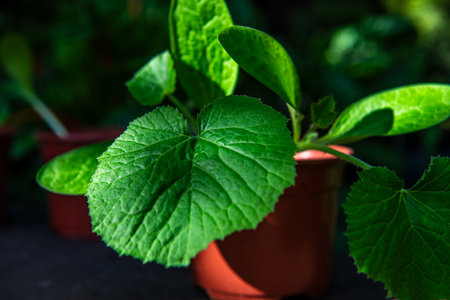 cucumber plant in the pot on the table, stock photo