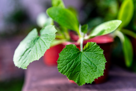 Close up of small seedlings of cucumber in pots on wooden backgroundの写真素材