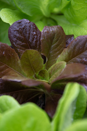 Closeup Fresh organic green leaves lettuce salad plant in garden