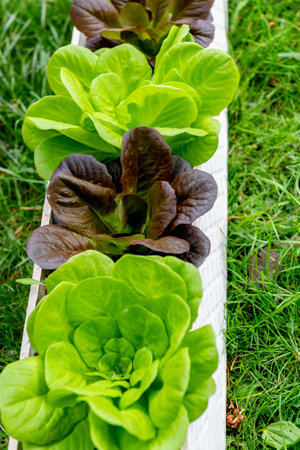 Closeup Fresh organic green leaves lettuce salad plant in garden