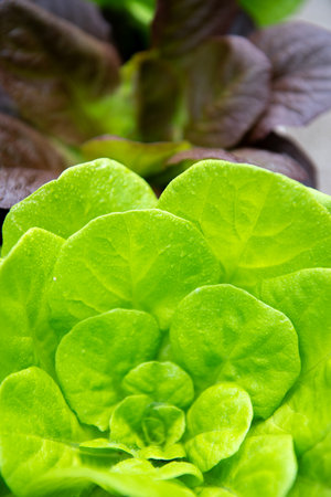 Closeup Fresh organic green leaves lettuce salad plant in gardenの写真素材