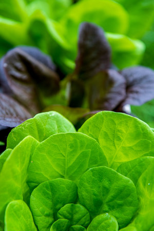 Closeup Fresh organic green leaves lettuce salad plant in garden