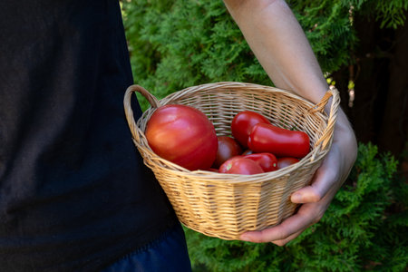 Basket with harvest of red tomatoes in garden.の写真素材