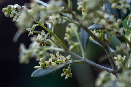 Flowering olive tree branches with buds and flowers. Olive blossoms taken outdoors.の写真素材