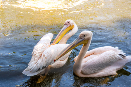 A Great White Pelican Pelecanus onocrotalus swimming in the waters of lake.の写真素材