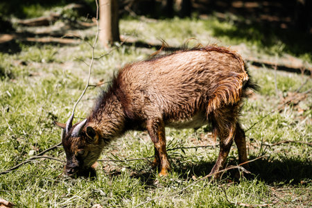 The goat or domestic goat (Capra hircus).の写真素材