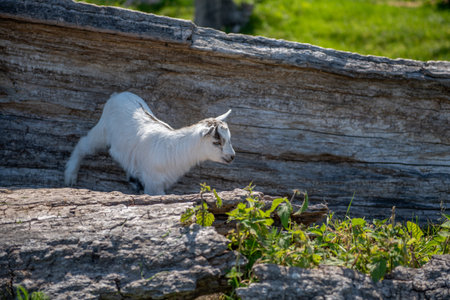 Lovely white baby goat jumping on a tree trunk.の写真素材