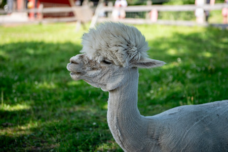 Two alpacas in outdoor ranch, farm at sunny summer day. Alpacas with funny haircut in outdoor ranch.の写真素材