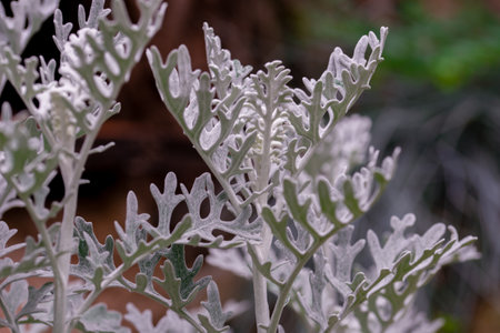 Jacobaea maritima, commonly known as silver ragwort. Background made of Silver Jacobaea maritima....