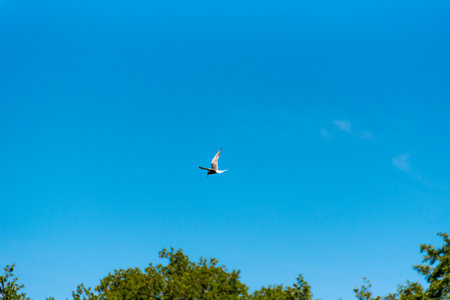 Terns are seabirds in the family Laridae, subfamily Sterninae, that have a worldwide distribution...