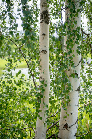 young birch trees with green leaves in springの写真素材