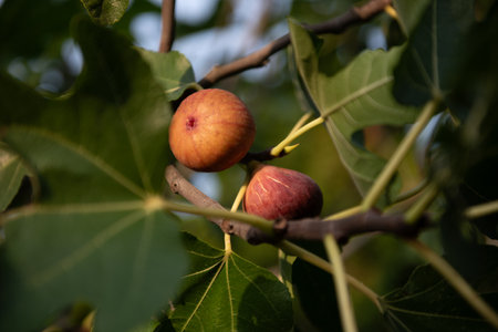 Two ripe figs on a branch on a green background with green leaves. organic farming.の写真素材