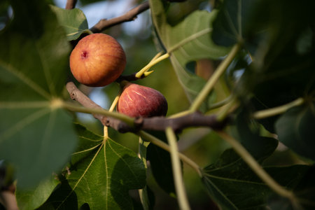 Two ripe figs on a branch on a green background with green leaves. organic farming.の写真素材