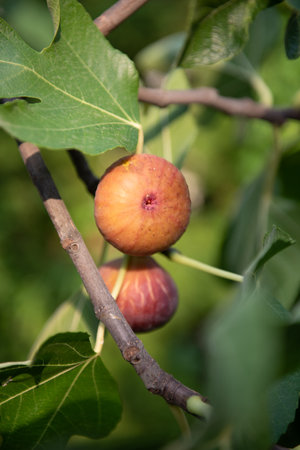 Two ripe figs on a branch on a green background with green leaves. organic farming.