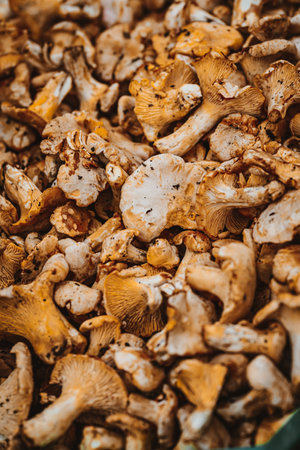 Mushroom Background. Chanterelles mushrooms just picked in the forest. Cantharellus cibarius is the golden chanterelle, the type species of the chanterelle genus Cantharellus. It is also known as girolle (or girole).の写真素材