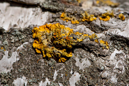 Background. The birch bark texture or background. Texture made of birch tree bark. Beautiful birch trunk background. Conceptual image. Peaceful nature.の写真素材