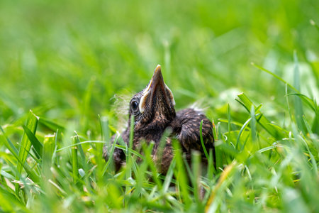 Thrush baby bird fell from its nest. Thrush young bird in the green grass at spring.の写真素材