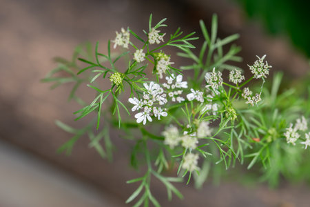 Coriander, Coriandrum sativum, also known as cilantro, is an annual herb in the family Apiaceae....