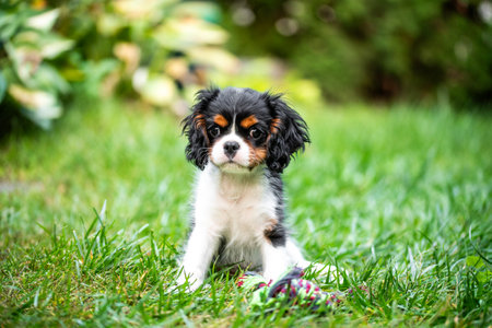The cavalier king charles spaniel puppy in garden on green grass.の写真素材