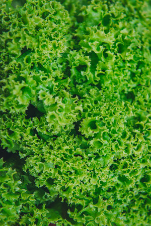 Lollo green lettuce, salad lettuce, leafy lettuce. top viewの写真素材