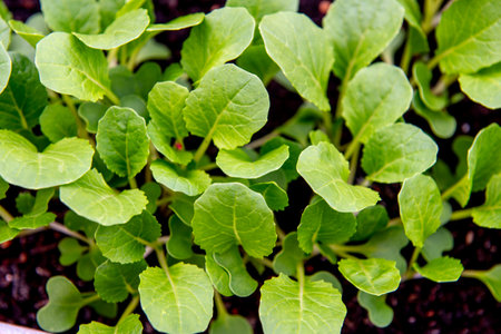 small bok choi seedlings (bok choy or Chinese cabbage). growing organic vegetables on the balcony in...