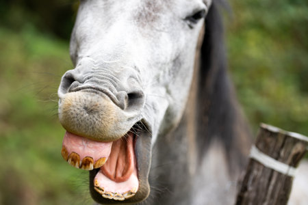 Horse showing teeth. Portrait of a pale white gray horse.の写真素材